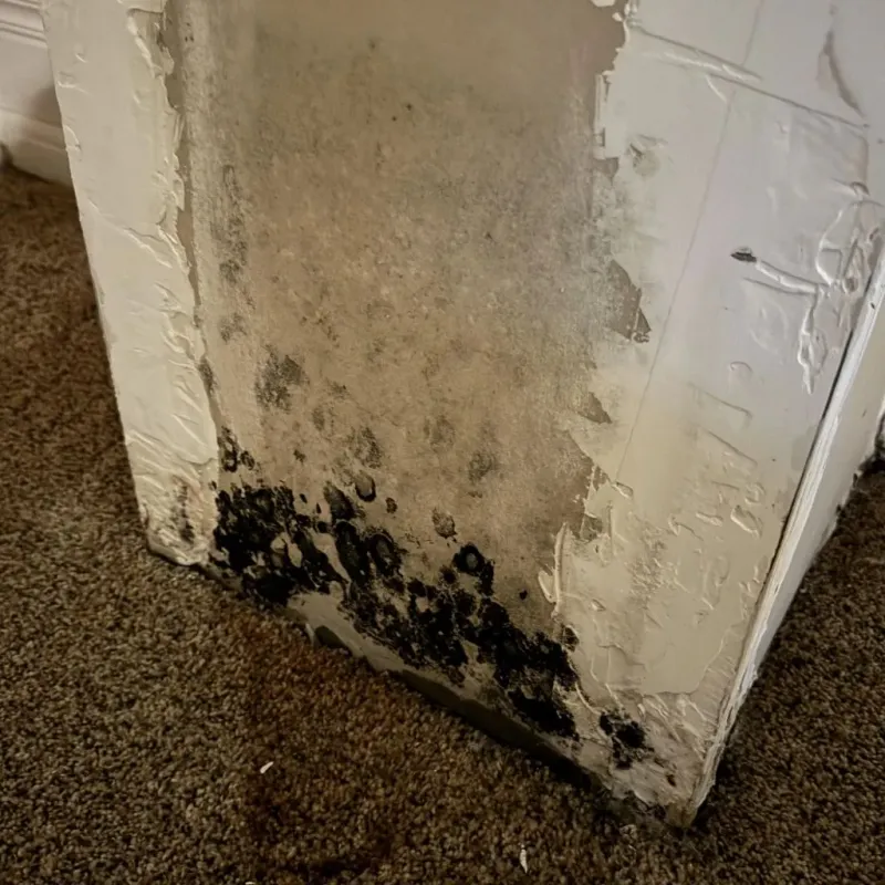 Professional Mold Removal in Gering, NE